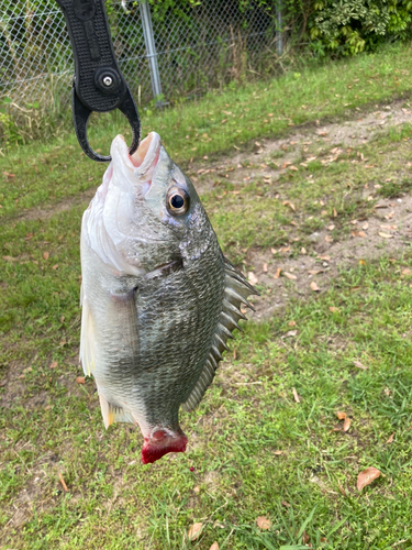 チヌの釣果