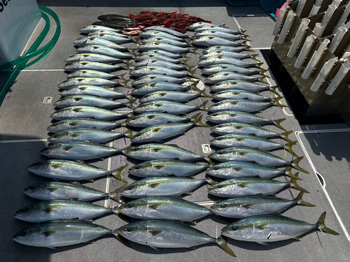 イナダの釣果