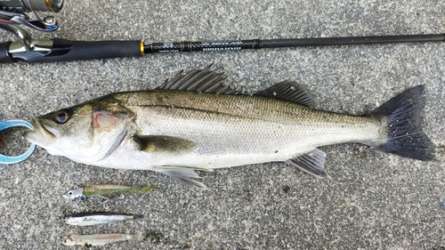 シーバスの釣果