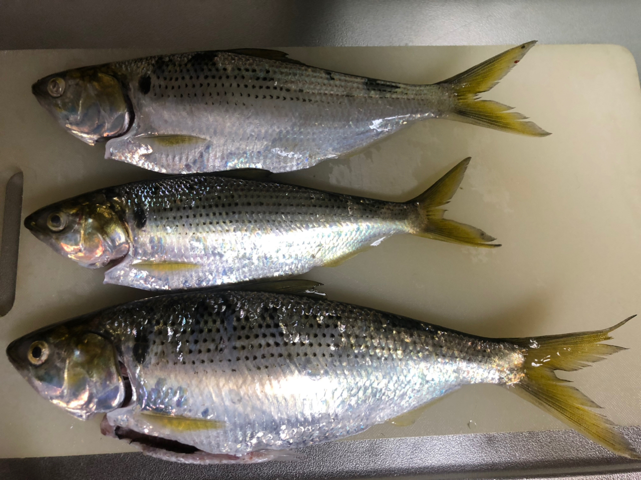 釣果一覧】検見川浜突堤で釣れたイシモチ - アングラーズ