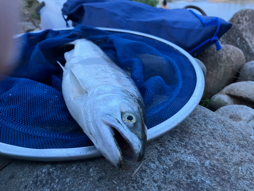 サツキマスの釣果