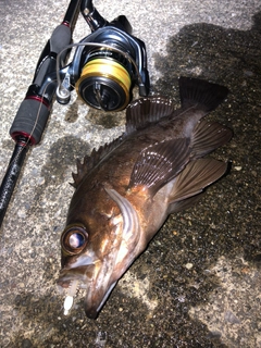 メバルの釣果