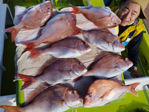 マダイの釣果