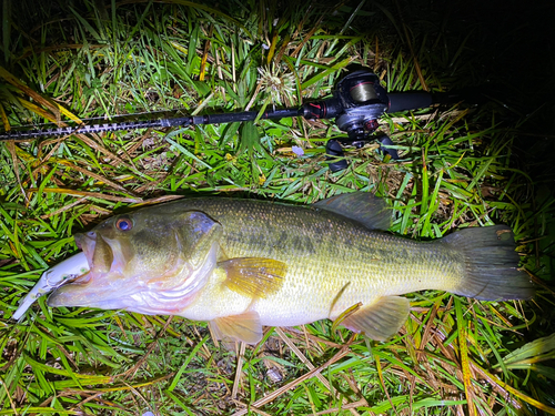 ブラックバスの釣果