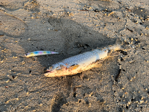 アメマスの釣果