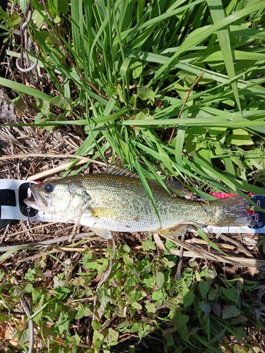 ラージマウスバスの釣果