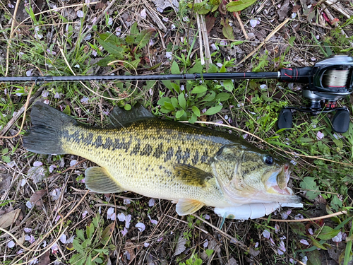 ブラックバスの釣果