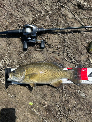 スモールマウスバスの釣果