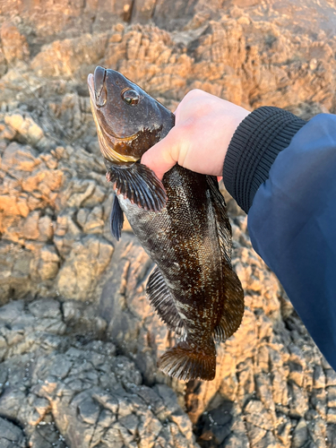 アイナメの釣果