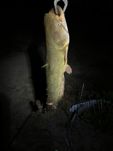 マナマズの釣果