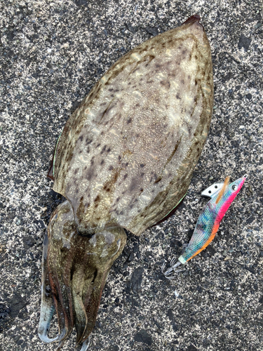 モンゴウイカの釣果