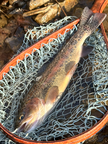 ニジマスの釣果