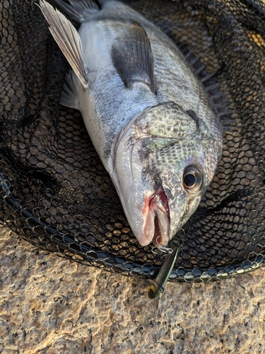 キビレの釣果