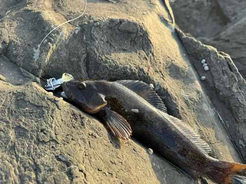 アイナメの釣果