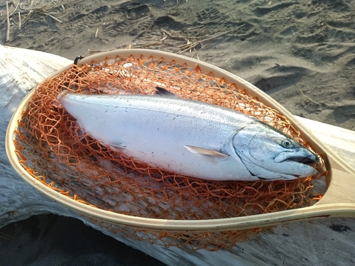 サクラマスの釣果