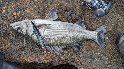 ヒラスズキの釣果