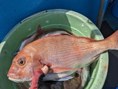 マダイの釣果