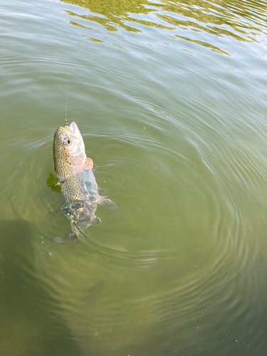 ニジマスの釣果