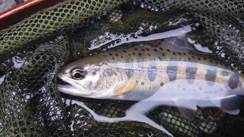 アマゴの釣果