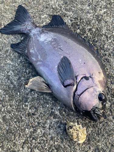 イシダイの釣果