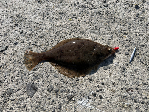 カレイの釣果