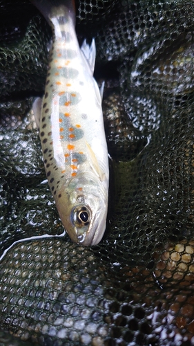 アマゴの釣果