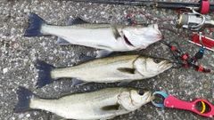シーバスの釣果