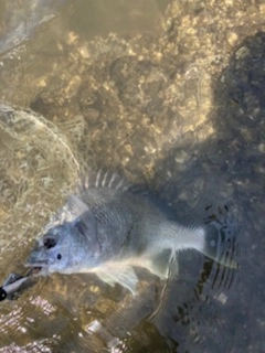 キビレの釣果