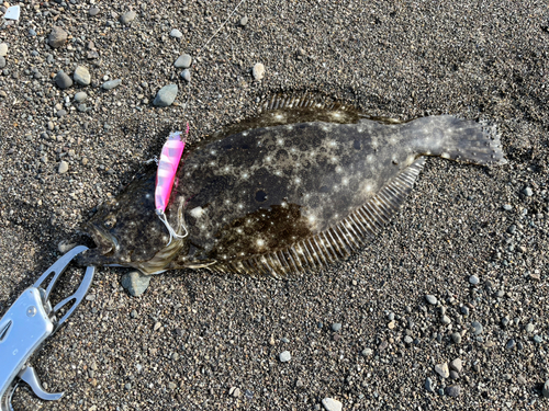 ソゲの釣果