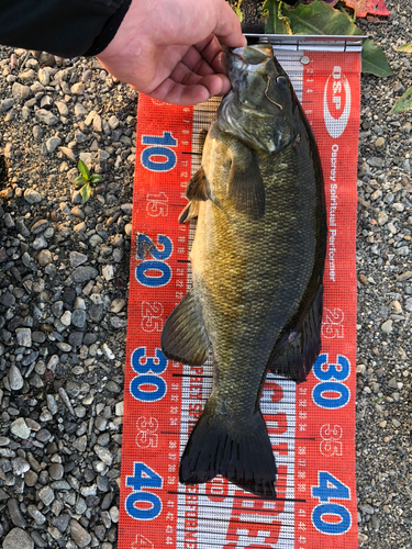 スモールマウスバスの釣果