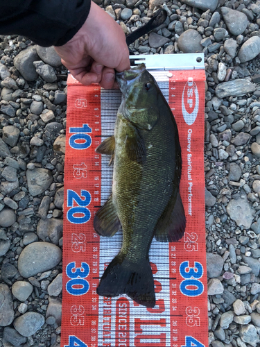 スモールマウスバスの釣果