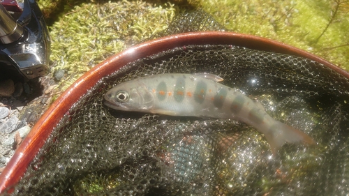 アマゴの釣果