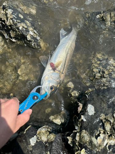 スズキの釣果