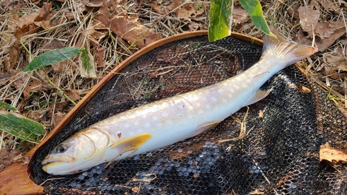 アメマスの釣果