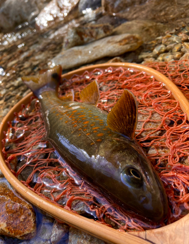 イワナの釣果