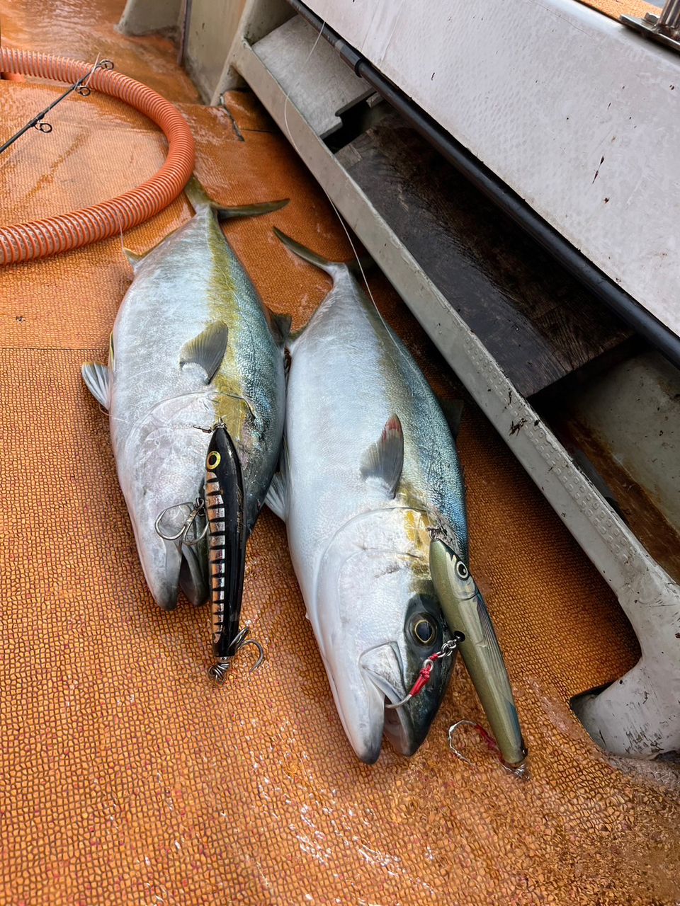 釣り暮らしさんの釣果 2枚目の画像