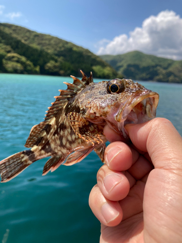 キスの釣果