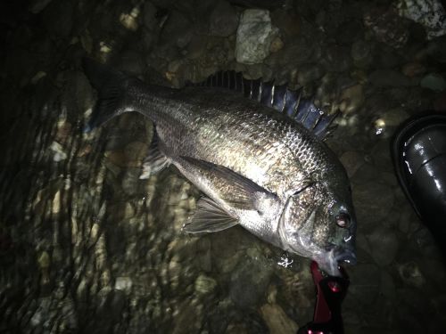 チヌの釣果