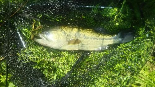 ブラックバスの釣果