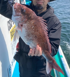 マダイの釣果