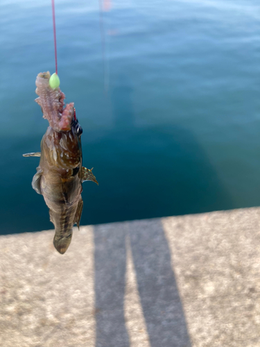 ハゼの釣果