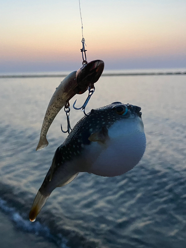 クサフグの釣果