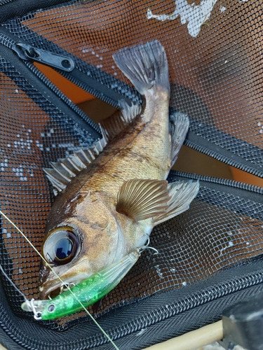 メバルの釣果