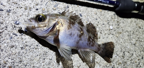 メバルの釣果