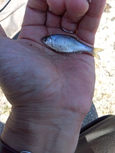 タナゴの釣果