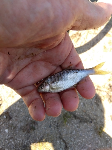 タナゴの釣果