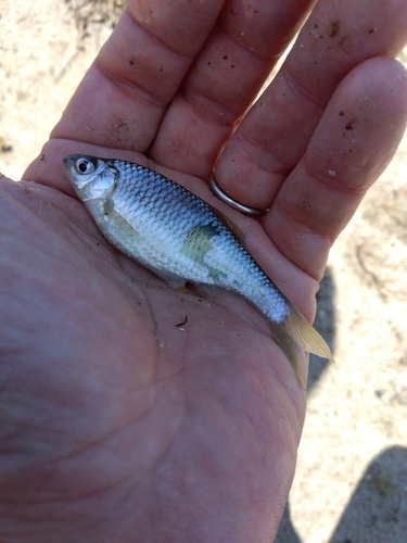 タナゴの釣果