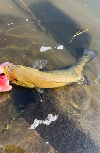 スモールマウスバスの釣果