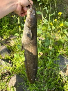 ナマズの釣果