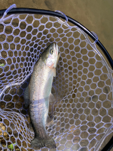 ニジマスの釣果